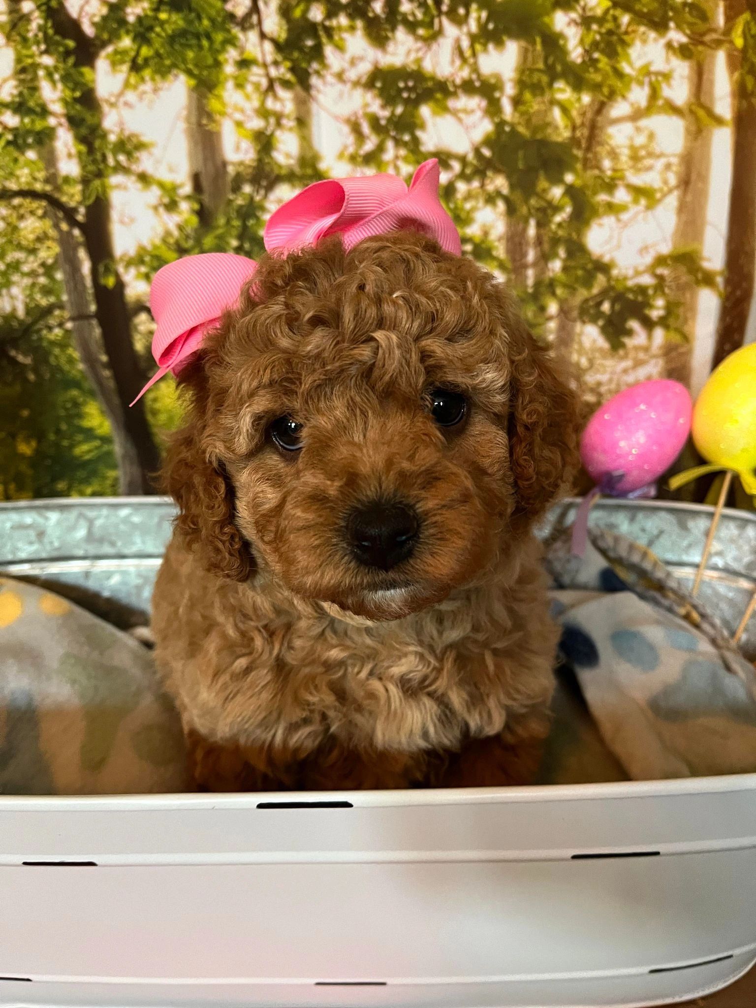 micro-minis-mk-goldendoodles
